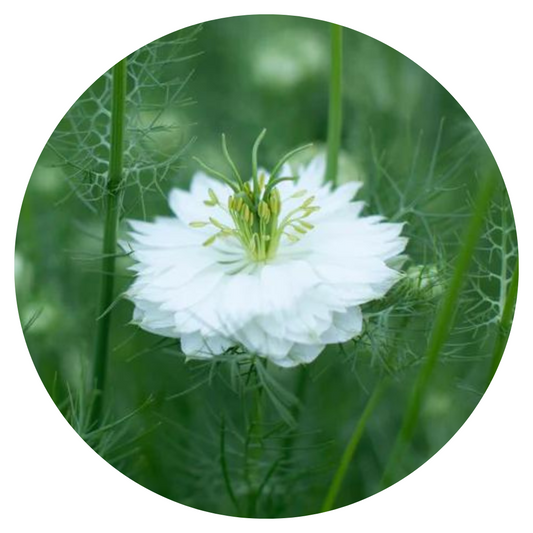 Nigella damascena Miss Jekyll white