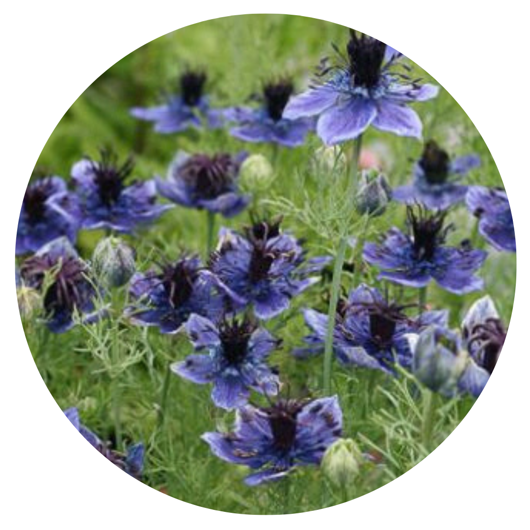 Nigella hispanica Dark Blue