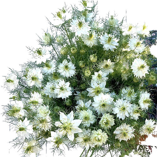 Damaskas nigella Mis Jekyll White