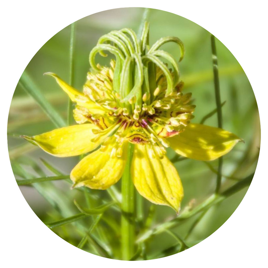 Nigella orientalis Transformer, yellow