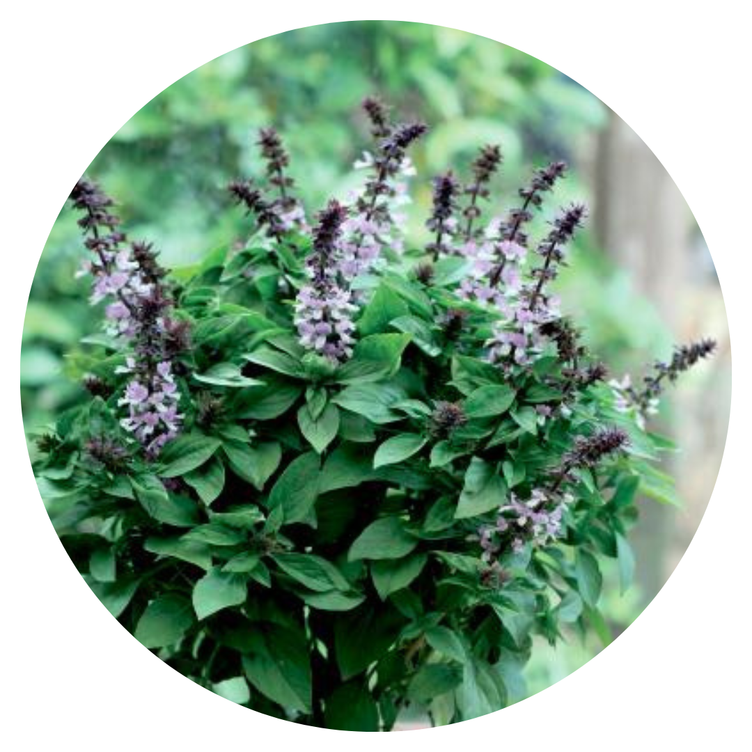 Ocimum basilicum Floral Spires Lavender