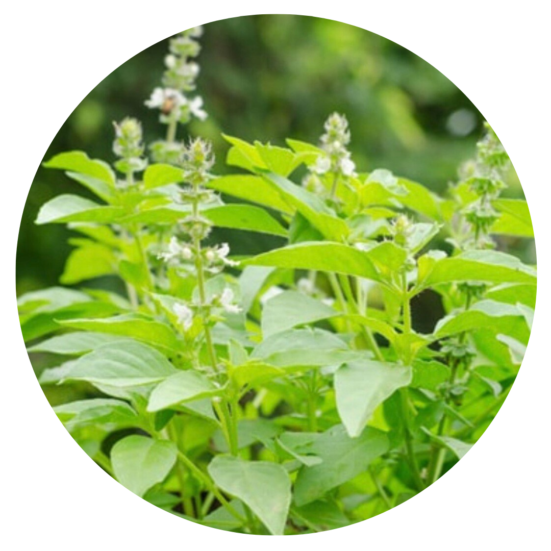 Sitruunabasilika | Ocimum basilicum Lemon