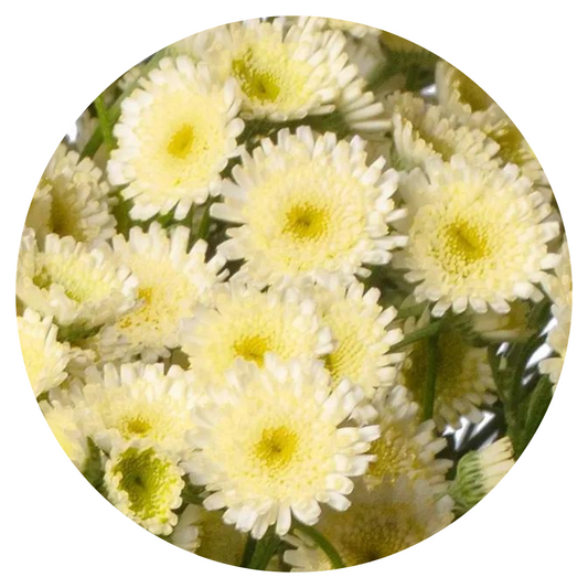 Tanacetum parthenium | Matricaria Orinoco