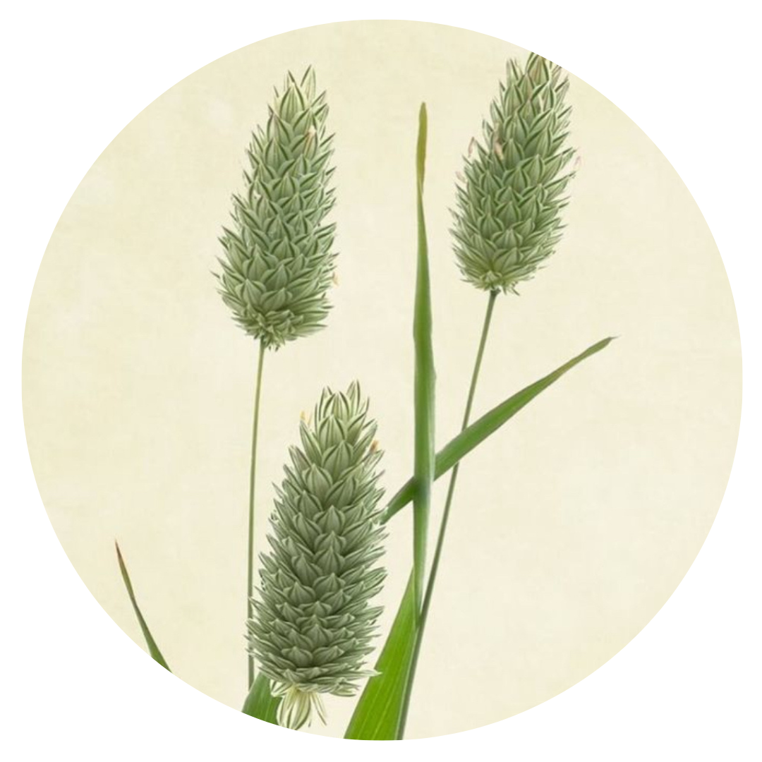 PHALARIS canariensis | Canary Grass