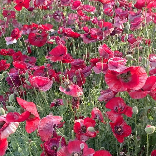 Papaver rhoeas Pandora