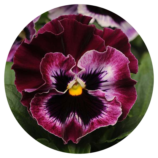 Viola x wittrockiana Frizzle Sizzle Raspberry