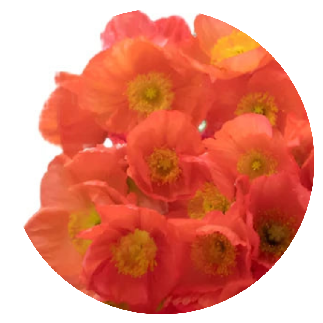 Mohn | Islandmohn  Colibrì®-Mischung