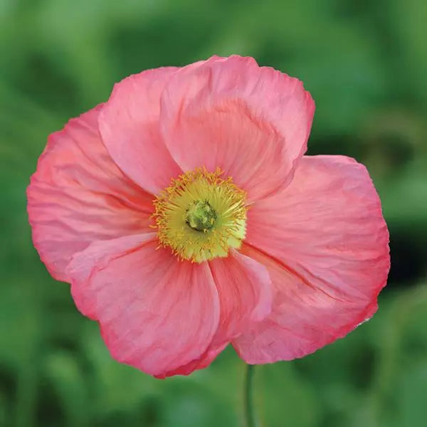 Mohn | Islandmohn  Colibrì®-Mischung