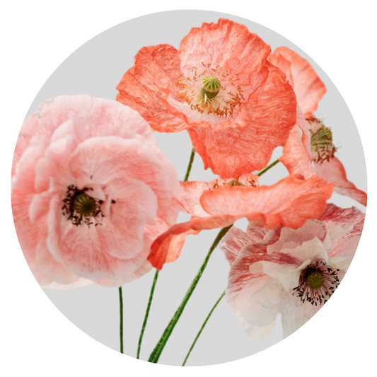 Papaver rhoeas Mother of Pearl