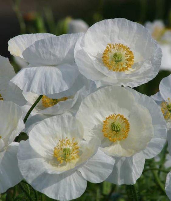 Papaver rhoeas Bridal Silk