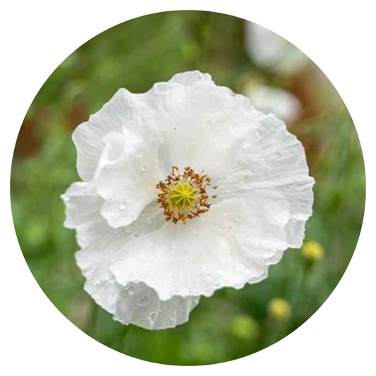 Papaver rhoeas Bridal Silk