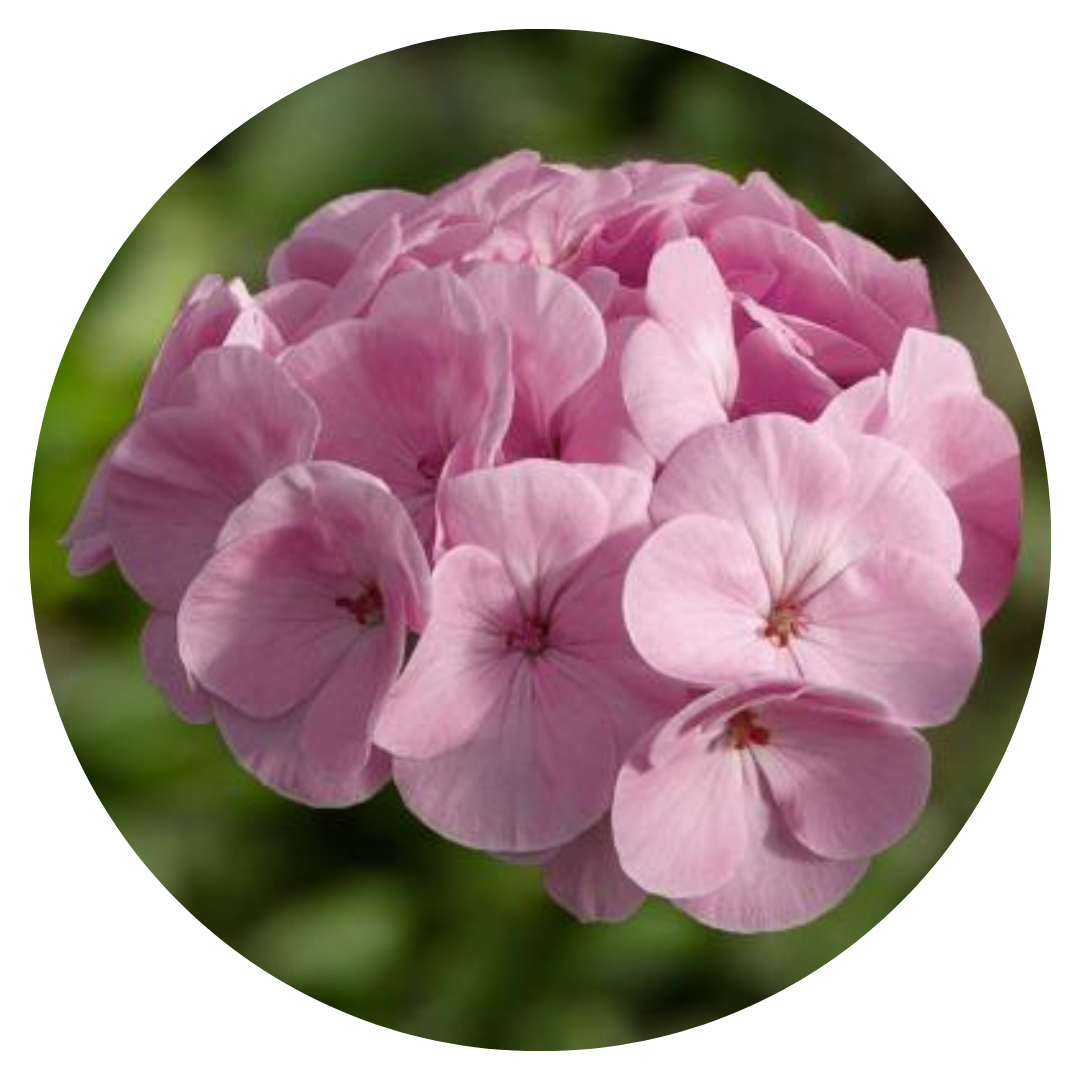 Pelargonija BullsEye™ Light Pink