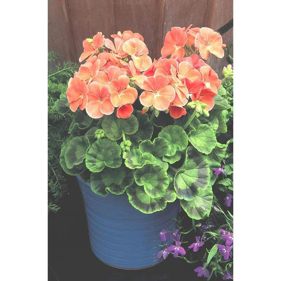 Pelargonium x hortorum Multibloom™ Salmon