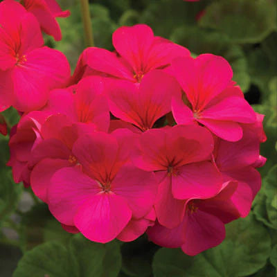 Pelargonium x hortorum Pinto™ Premium Violet