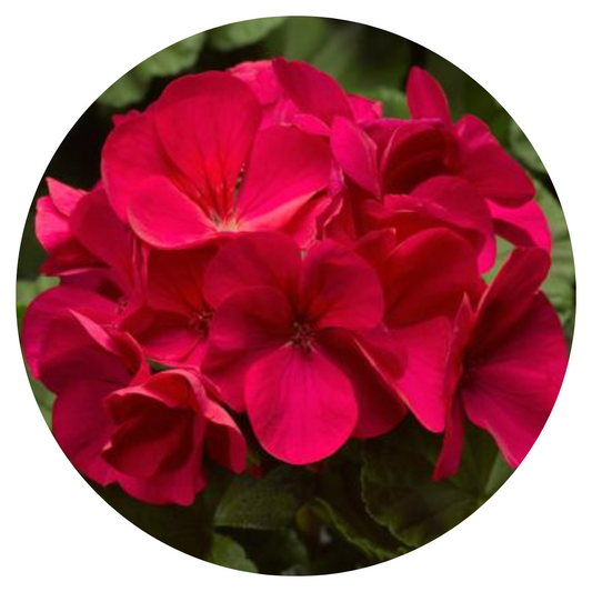 Pelargonium x hortorum Pinto™ Premium Violet