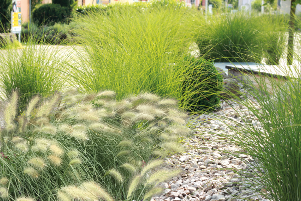 Pennisetum villosum Fluffy | Eyecatcher