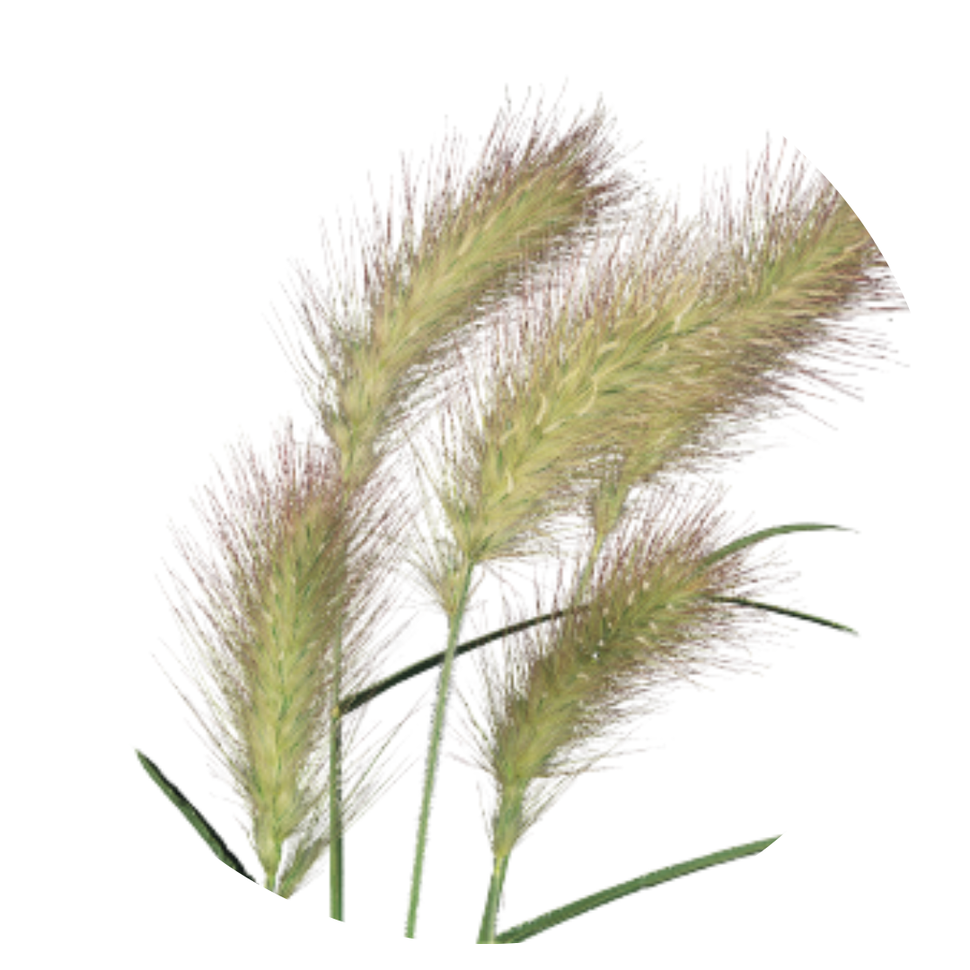 Pennisetum villosum Fluffy | Eyecatcher