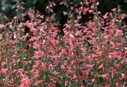 Penstemon barbatus Twizzle Coral