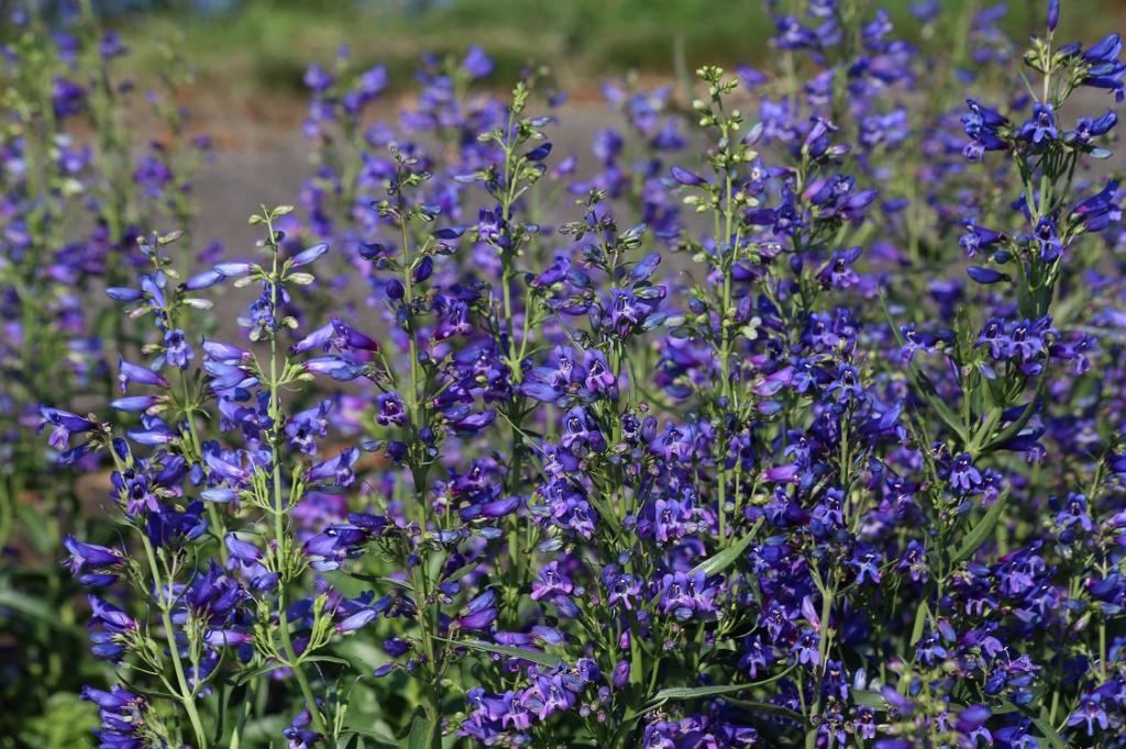 Penstemon barbatus Twizzle Blue