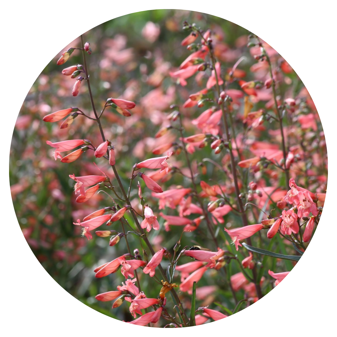 Penstemon barbatus Twizzle Coral