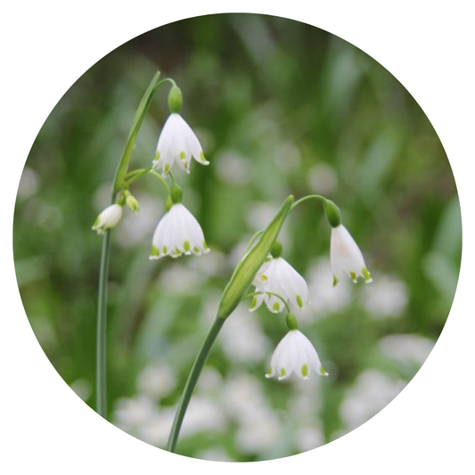 Leucojum aestivum | Summer Snowflake