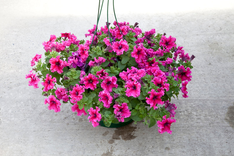 Petunia grandiflora Jumbo Frilly Mix - Ruby, Rose