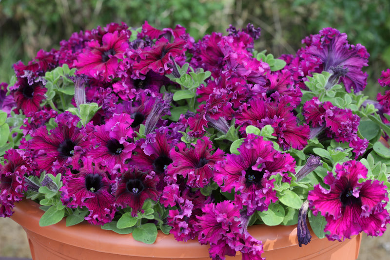 Petunia grandiflora Jumbo Frilly Mix - Ruby, Rose