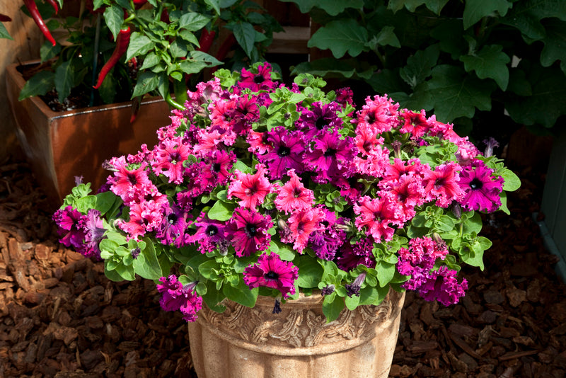 Petunia grandiflora Jumbo Frilly Mix - Ruby, Rose