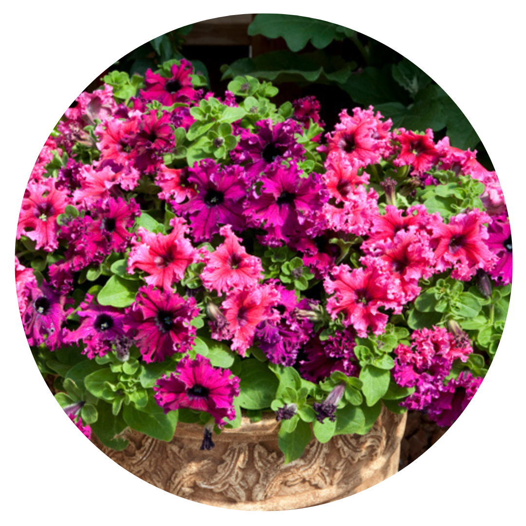 Petunia grandiflora Jumbo Frilly Mix - Ruby, Rose