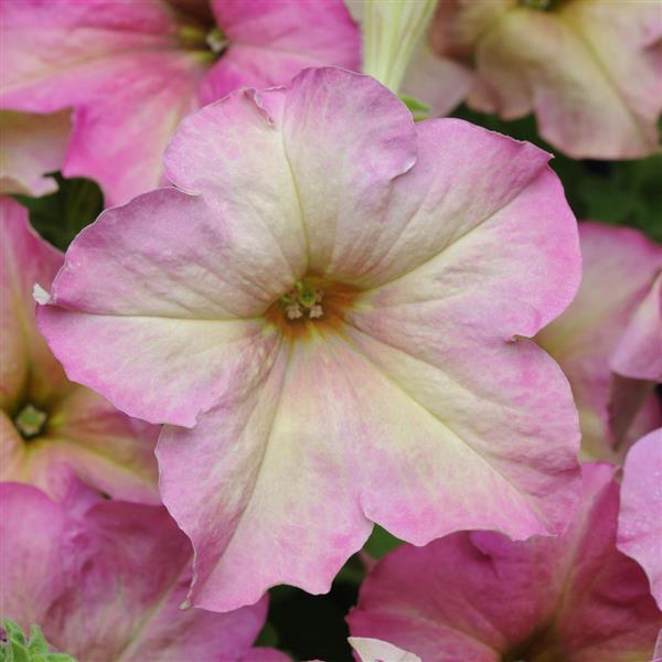 Petunia grandiflora Sophistica Antique Shades F1