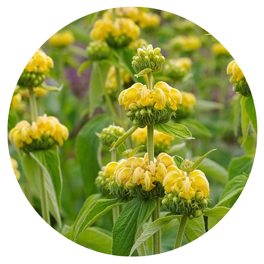 Phlomis russeliana