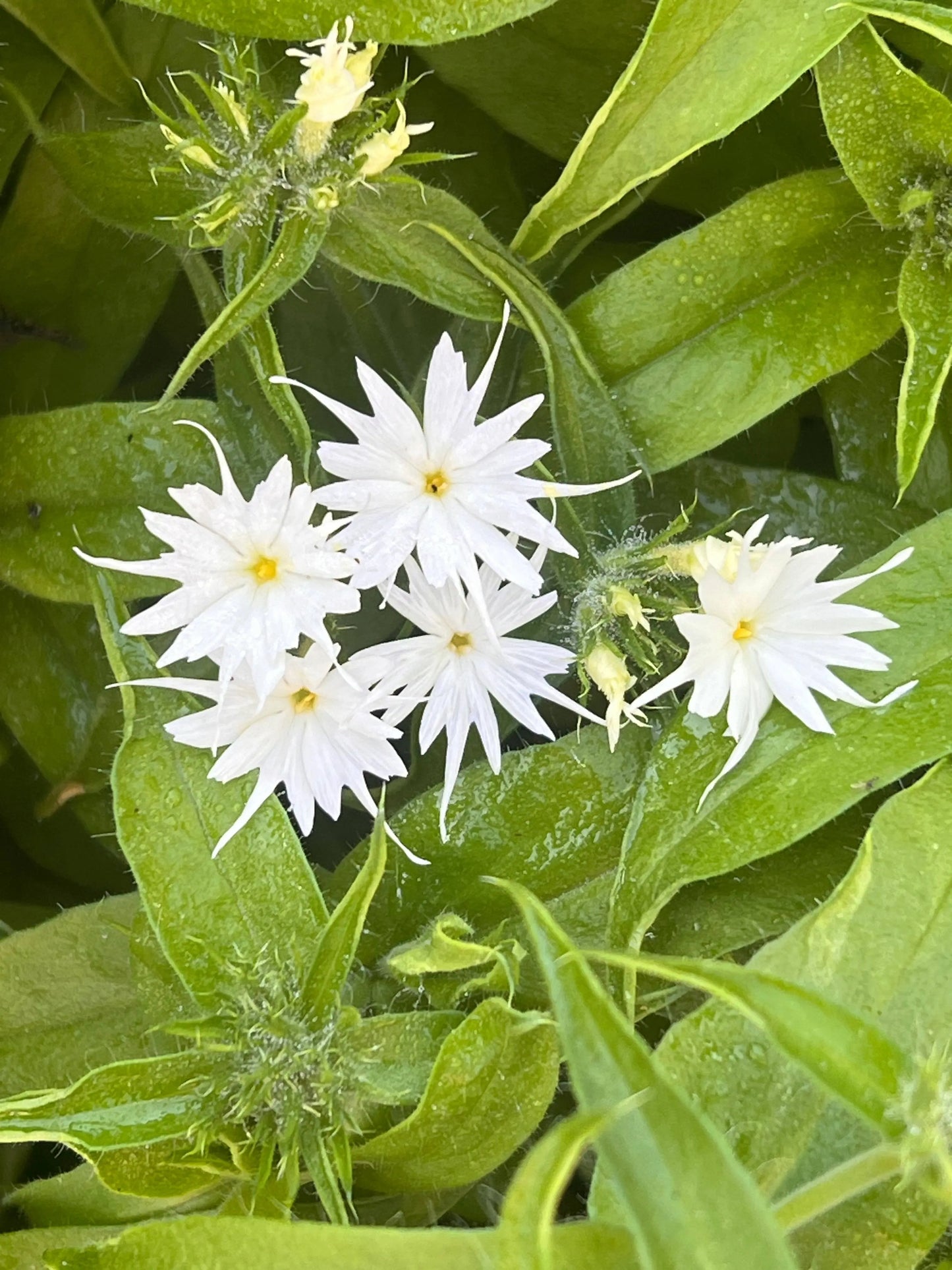 Phlox drummondii Popstars White.