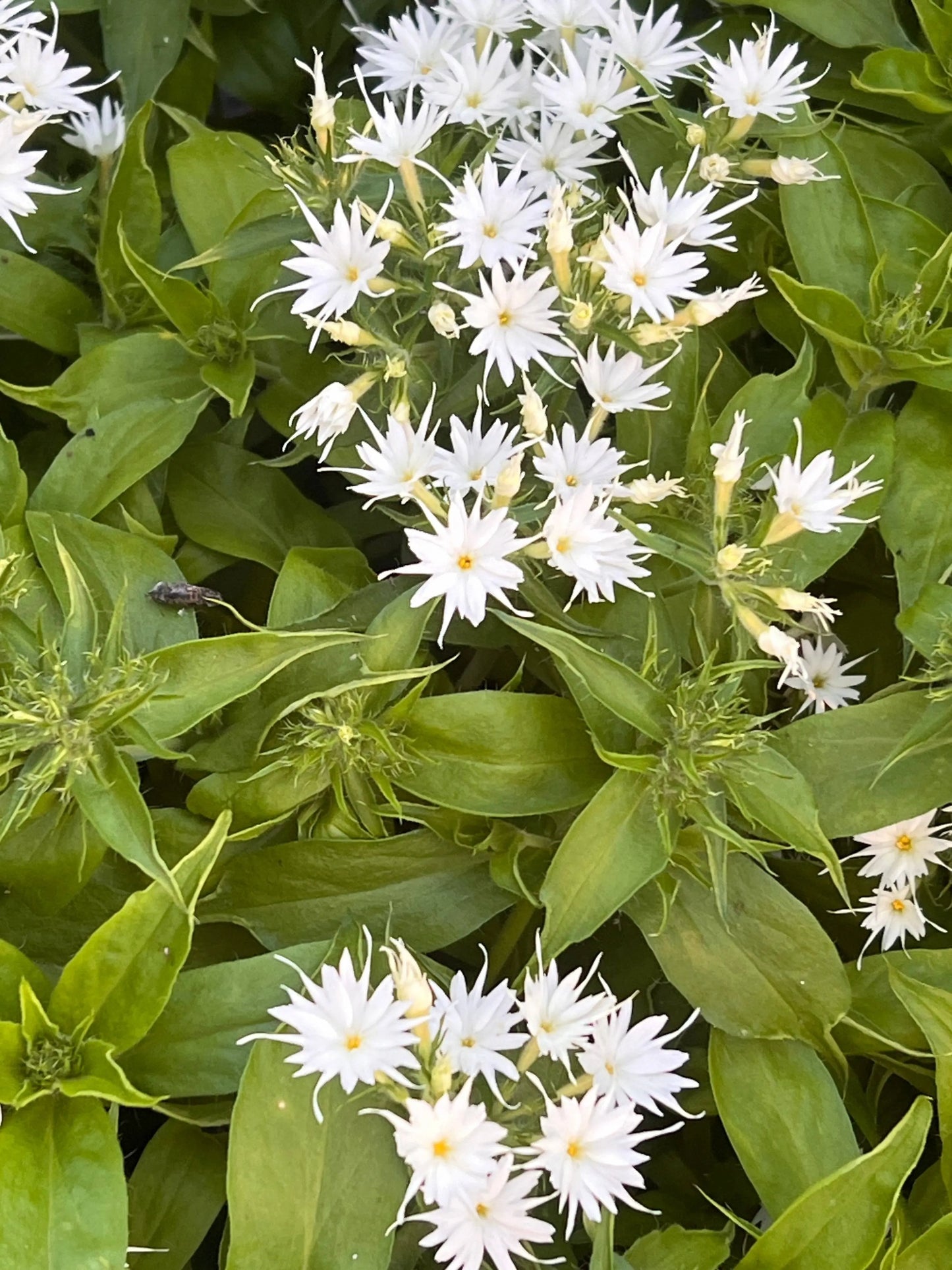 Phlox drummondii Popstars White.