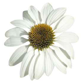 Echinacea purpurea Primadonna® White