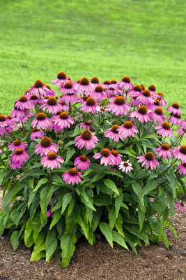 Echinacea purpurea Primadonna® Deep Rose