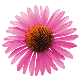 Echinacea purpurea Primadonna® Deep Rose