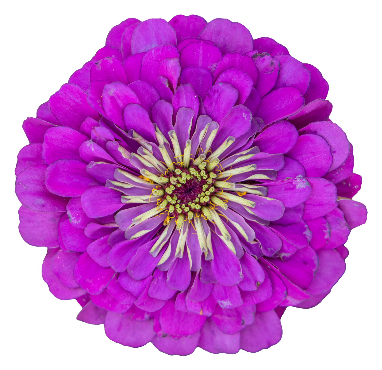 Zinnia elegans Benary's Giant Purple