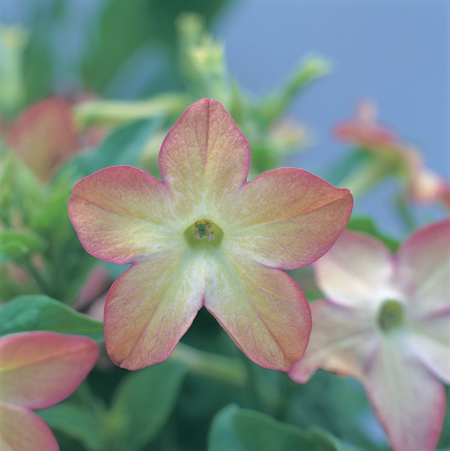 Nicotiana x sanderae Star Flare Purple Bicolor F1