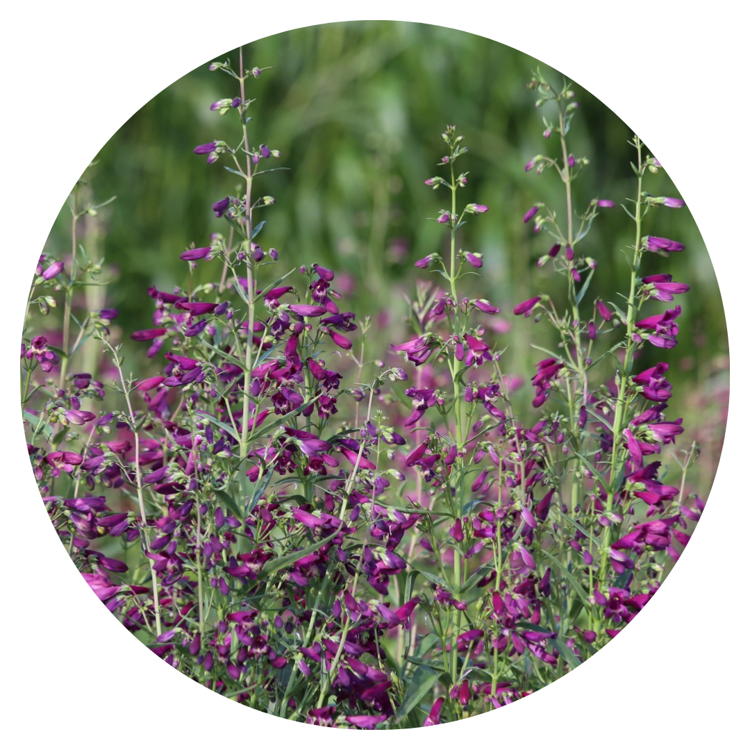 Penstemon barbatus Twizzle Purple