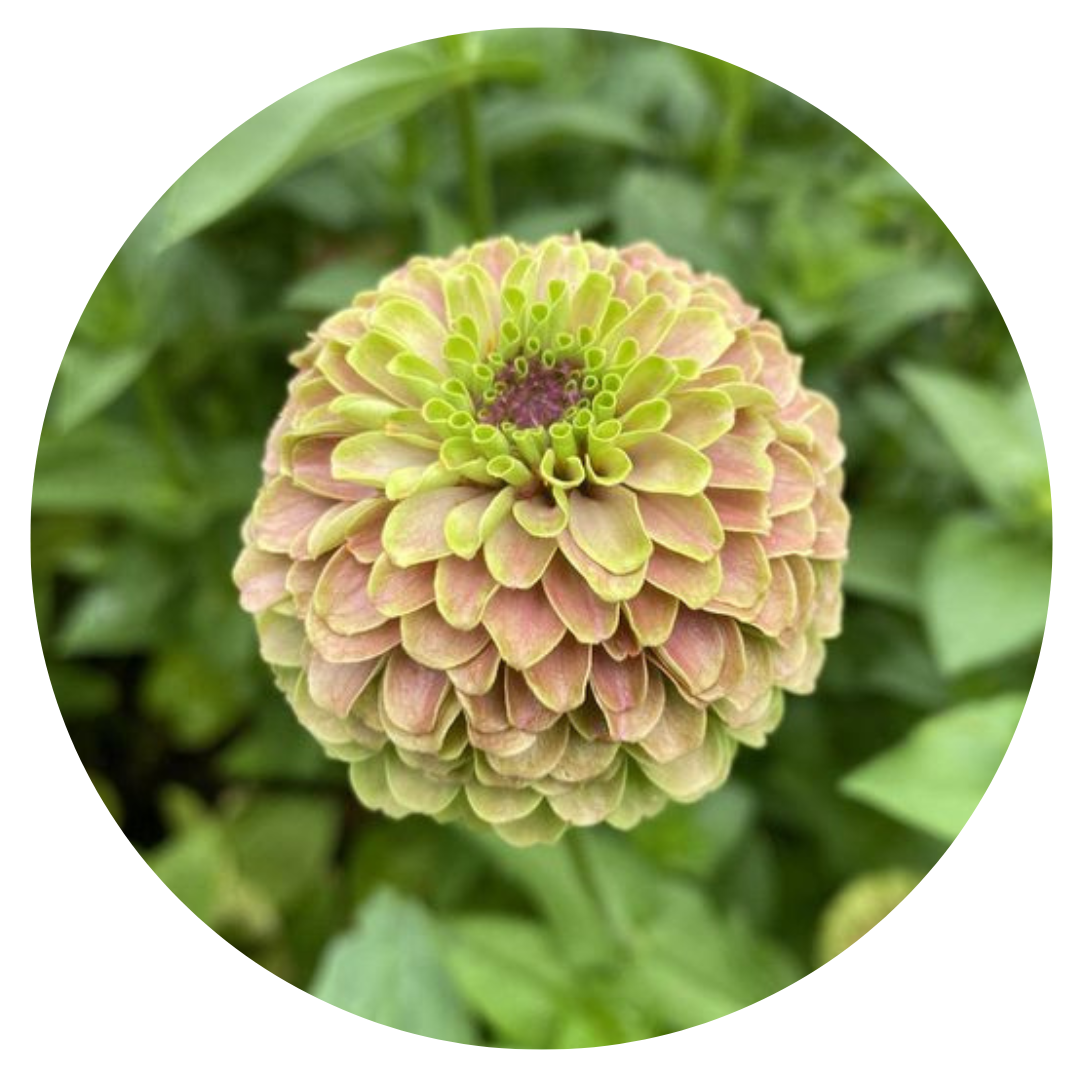 Zinnia elegans Queen Lime with Blotch