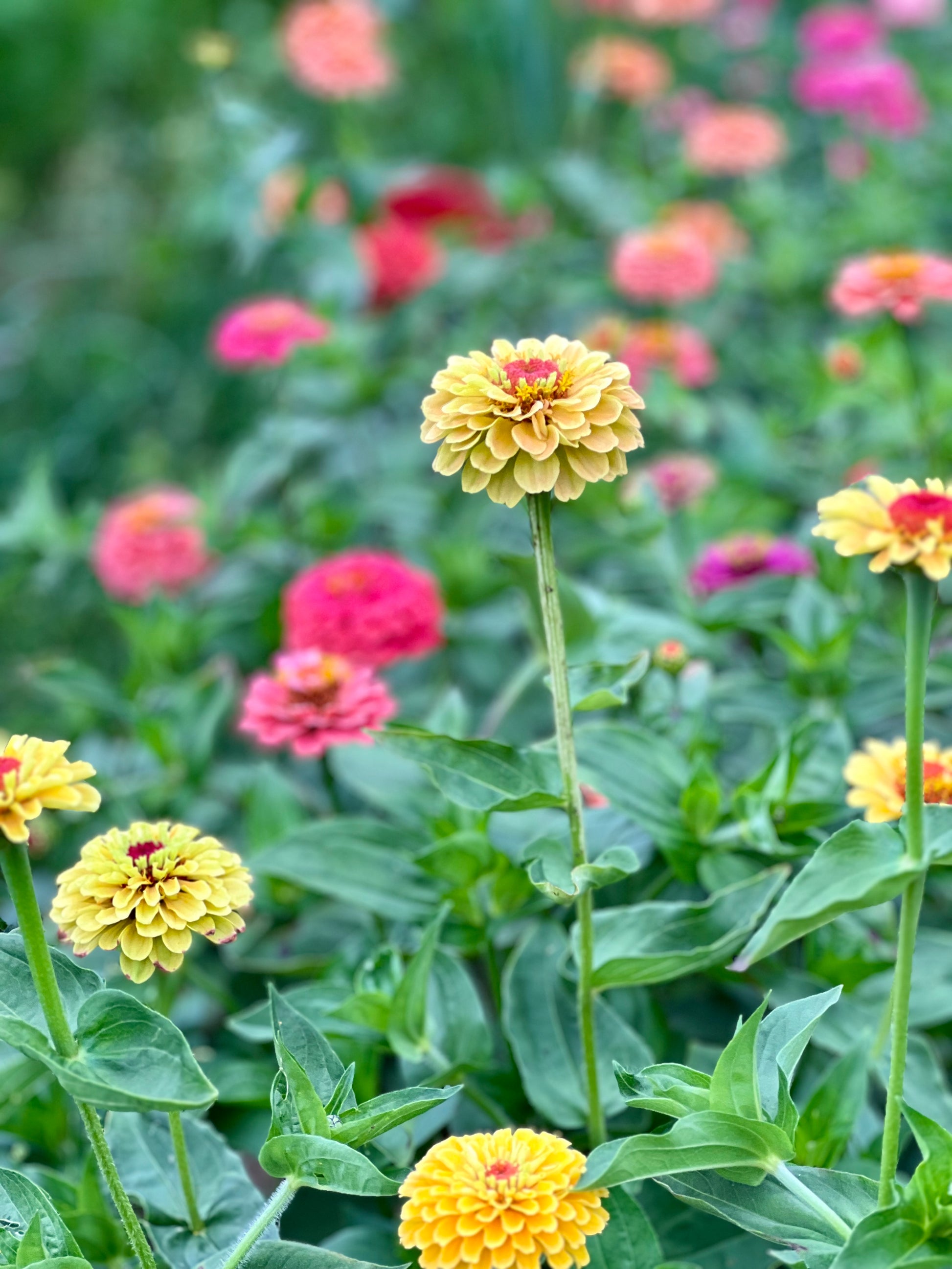 Zinnia Queen Lemon Peach