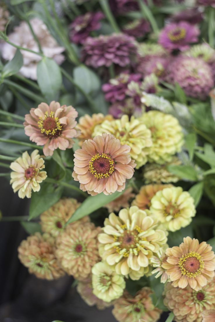 Zinnia elegans Queen Lime with Blotch