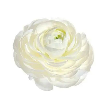 Ranunculus Elegance®  BIANCO 1.