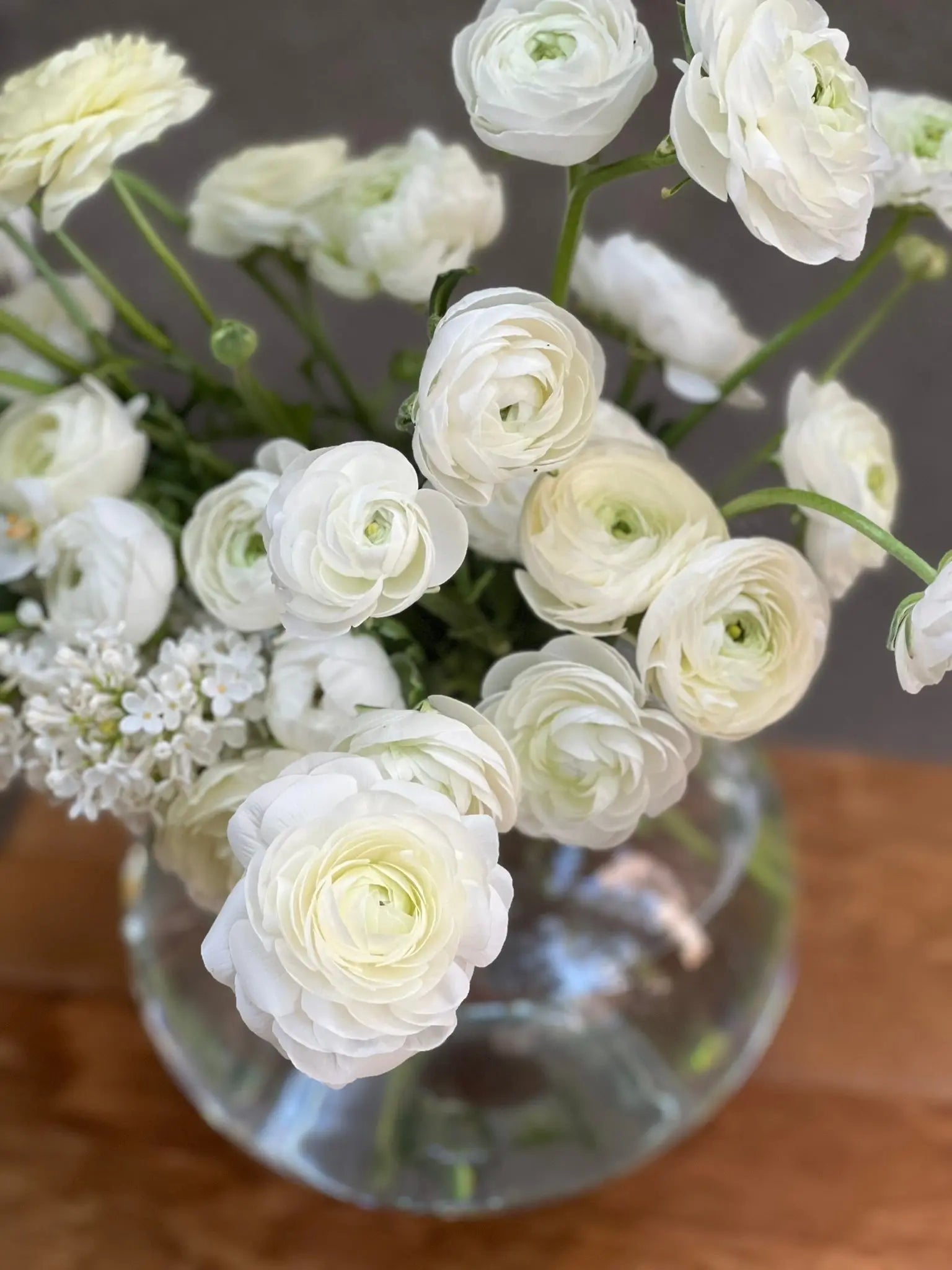 Ranunculus Elegance®  BIANCO 1