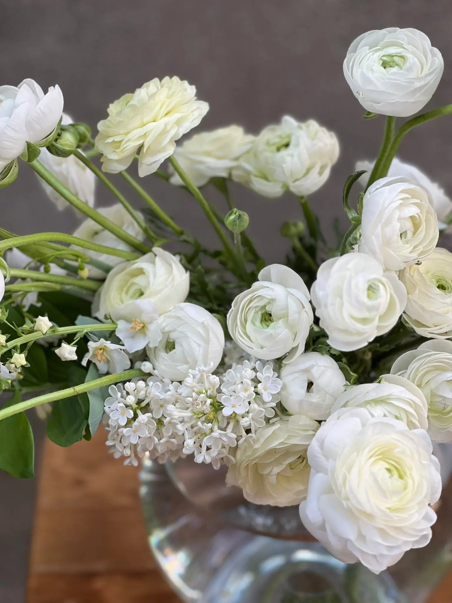 Ranunculus Elegance®  BIANCO 