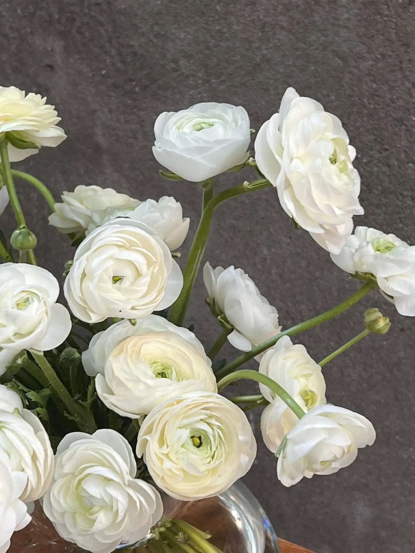 Ranunculus Elegance  BIANCO 