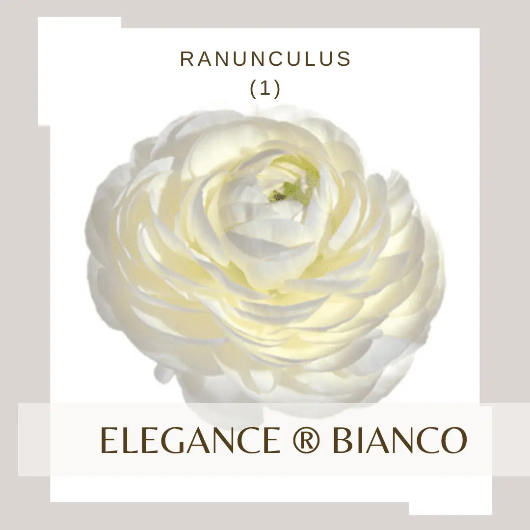 Ranunculus Elegance®  BIANCO 1.