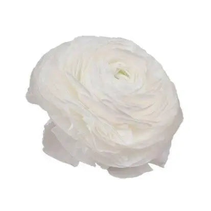 Ranunculus Elegance® BIANCO 2.