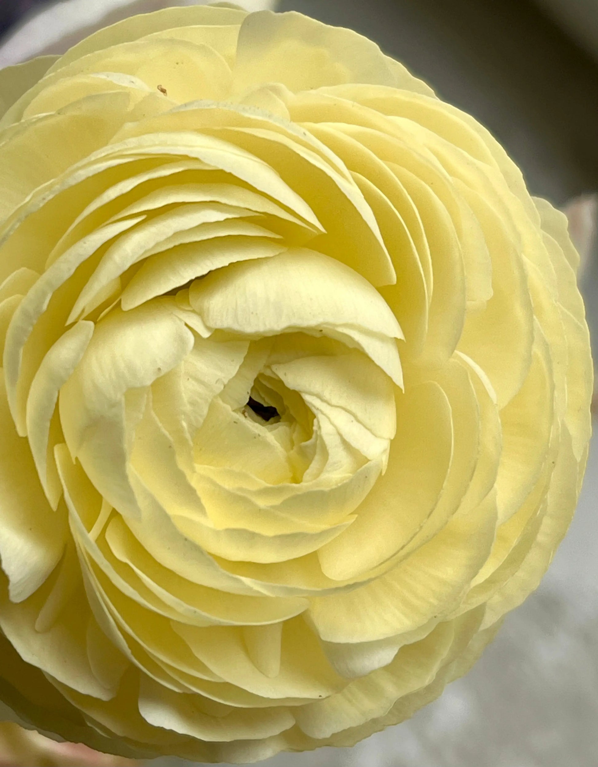 Ranunculus Elegance® CREMA 