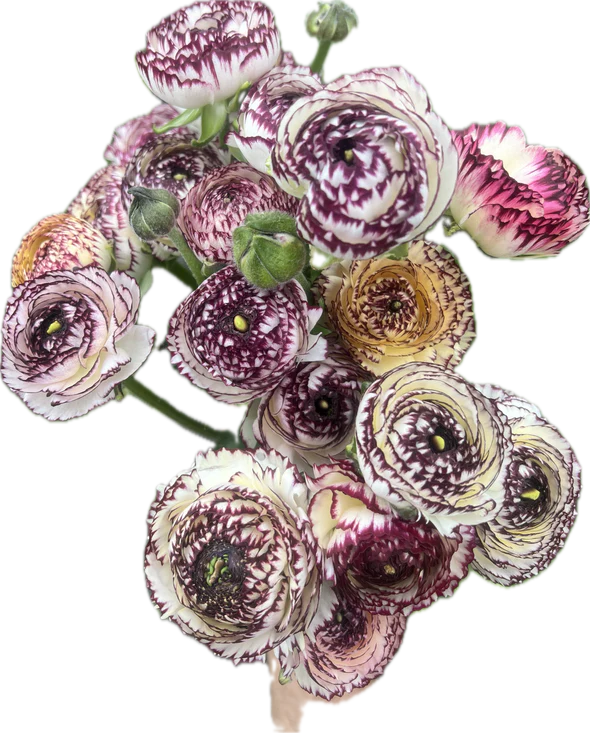 Ranunculus Elegance® STRIATO